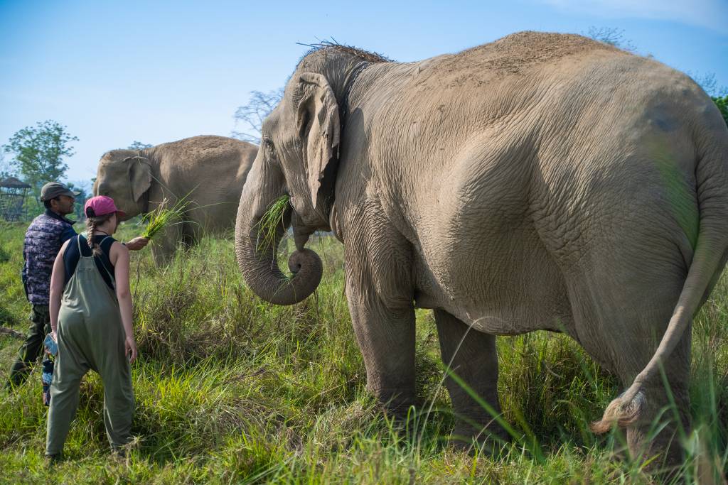 Happy elephant in natural habitat